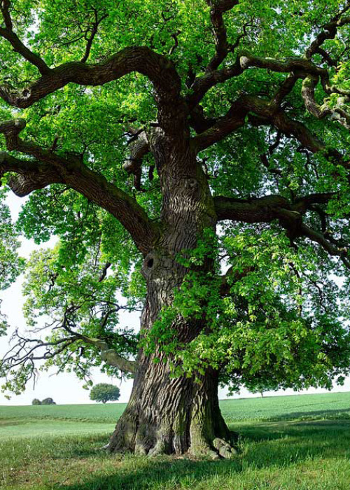 pavimento quercia